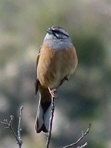 Rock Bunting - Emberiza cia © John Muddeman